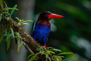 Portrait of Javan Kingfisher on branch