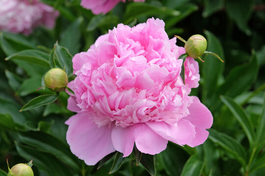 Pale pink double Japanese peony Paeonia lactiflora &lsquo;Monsieur Jules Elie&rsquo; in flower.