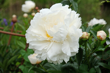Obraz premium Cream and white double Japanese peony Paeonia lactiflora ‘Bowl of Cream’ in flower.
