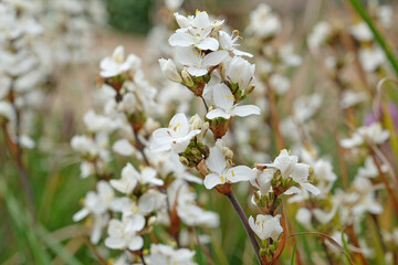White Libertia grandiflora, New Zealand satin flower, in bloom