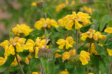 Obraz premium Yellow Phlomis longifolia variety bailanica, long leaved Jerusalem sage, in flower.