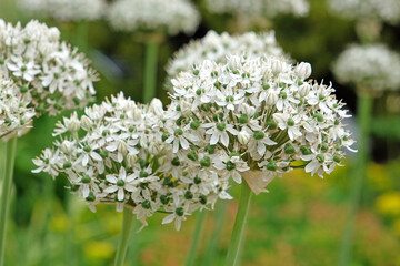 Fototapeta premium White Allium nigrum, black garlic, in flower.