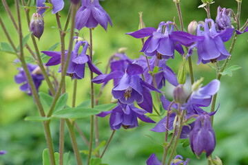 Purple Aquilegia alpina, alpine columbine, also known as  American bluebells or culverwort, in...