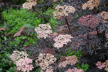 Cream Sambucus Nigra ‘Black Lace’, or common elder, in flower.
