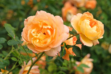 Golden orange bush rose, Rosa ‘Lady of Shallot’ in flower.
