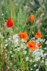 Obraz premium Poppies in a Field