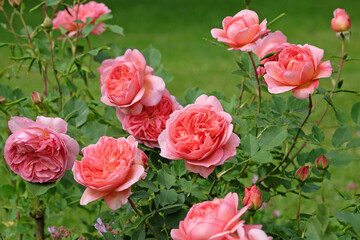 Salmon pink shrub rose, rosa ‘Boscobel’ in flower.