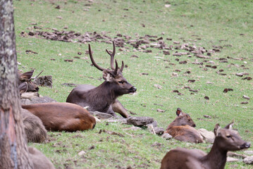 deer in the forest