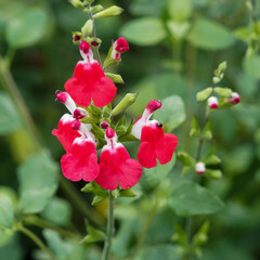 (Salvia grahamii 'Hot Lips' ) Grappe de fleurs de sauge de Graham ou sauge à petites feuilles aux pétales en forme de casque bicolores blanches et rouges sur tige dressée
