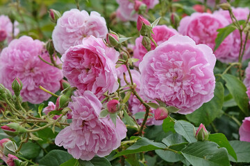 Pink shrub rose, rosa ‘Harlow Carr’ in flower.