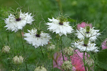 White Nigella damascena, love in the mist,  ‘Albion Green Pod’ in flower.