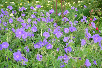 Purple hardy geranium cranesbill ‘Orion’ in flower.