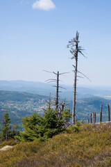 Dying Spruce Trees Overlooking Karpacz