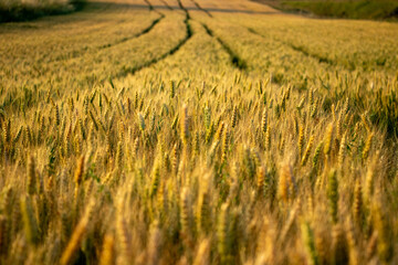 Agriculture photo. Wheat crops growing on a farm field. Sunset
