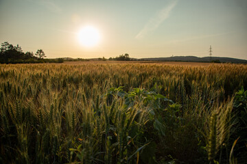 Agriculture photo. Wheat crops growing on a farm field. Sunset