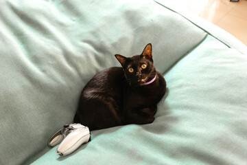 Black cat next to a video game joystick lies on large cushions. Concept of a cozy home and console games. Cat resting on the sofa