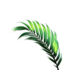 Fototapeta premium A single palm frond with vibrant green leaves isolated against a stark black background image view