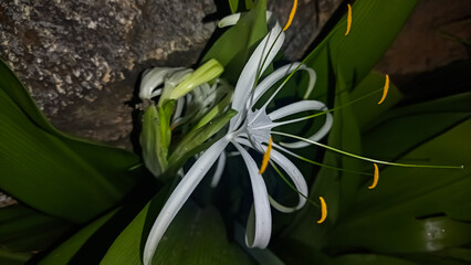 Obraz premium flower in the rain