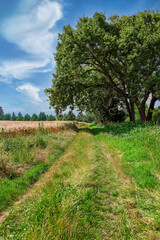 Joli chemin de campagne – balade paisible en pleine nature