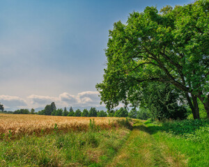 Joli chemin de campagne – balade paisible en pleine nature