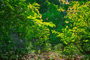 Jeu de lumière et couleurs dans le sous-bois au printemps