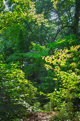 Jeu de lumière et couleurs dans le sous-bois au printemps