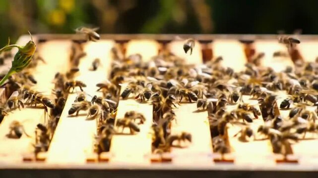 bees in the beehive. 4k video