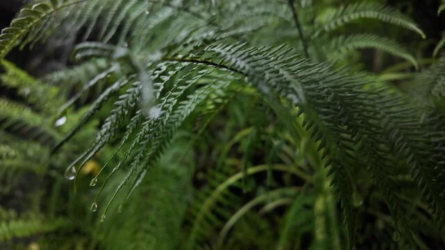 Fern plants nature up-close Polypodiopsida leaf shapes Sri Lanka tropical forest