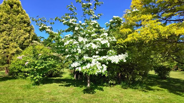 Detailed view of Cornus kousa Venus tree with its bright bracts and green foliage in a Japanese garden - France