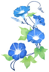 水彩画タッチの朝顔イラスト