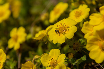 Bright yellow flowers of Potentilla reptans thrive in a meadow as bees pollinate them on a sunny afternoon