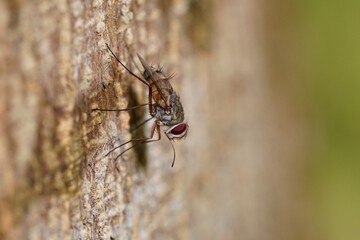 Macro photo shots of a fly