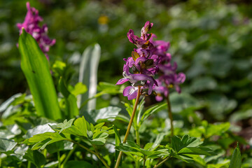 Hollowroot blooms in a spring woodland setting showcasing Corydalis cava flowers amidst lush green foliage