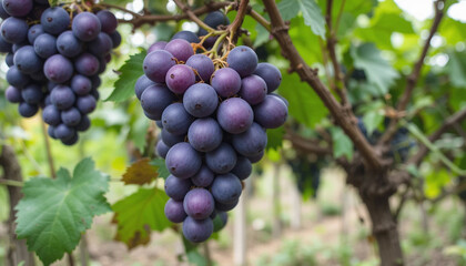 Purple organic fruta en el viñedo. en el jardín natural para elaborar vino o zumo.