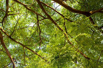 green leaves background