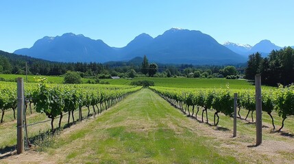 Fototapeta premium Vineyard Rows Stretch Toward Mountains