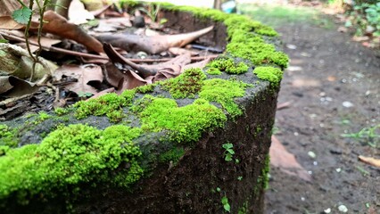 Close-Up of Wild Moss Growing on Damp Concrete Wall – Natural Green Texture Background for Eco Design, Nature Themes, Posters, Banners, and Environmental Presentations