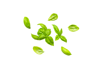 Stem and leaves of organic fresh basil with leaves from the garden on a transparent background without shadow, top view, png