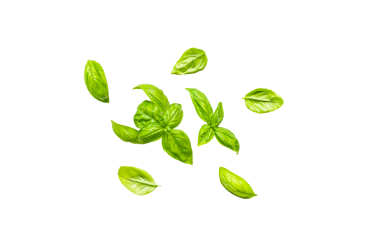 Stem and leaves of organic fresh basil with leaves from the garden on a transparent background without shadow, top view, png