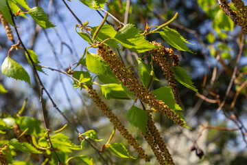 Warty birch tree displaying drooping catkins and fresh green leaves under bright blue sky in a serene natural environment