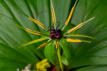 Discovering Paris quadrifolia a unique woodland plant with striking dark berries nestled among vibrant green foliage in a tranquil forest setting