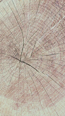 The texture of a wooden saw cut of a tree. Crosscut of a beautiful wood grain. Closeup of wooden surface texture.