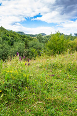 mountainous countryside of ukraine in summer. cloudy afternoon. landscape with green pasture and forest on the hill. rural scenery in the outskirts of svalyava district
