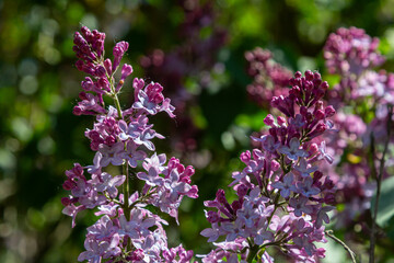 Fragrant blooms of common lilac in full spring splendor with rich purple hues and lush green backdrop