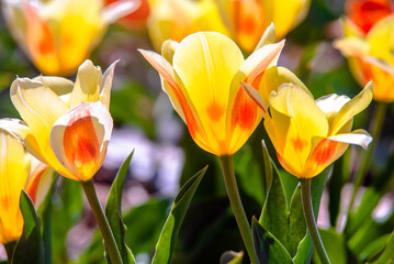 orange tulips bloom on a green natural background