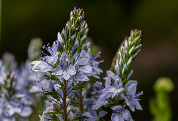 Colorful spikes of Veronica longifolia showcase vibrant blue flowers in a sunny garden setting during springtime bloom