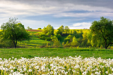 mountainous rural landscape with dandelion meadow in spring. scenic view with blooming weeds in the garden. sunny morning with cloudy sky