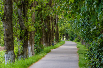 footpath among lime trees on a sunny day in summer. uzhhgorod linden alley is the longest in europe