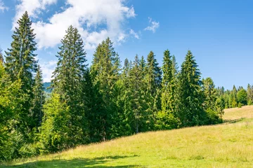 Schapenvacht deken fir trees on the grassy slope of borzhava ridge. sunny day. beautiful landscape of carpathian mountains in summer. idyllic clouds © Pellinni