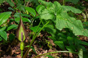 Cuckoo pint plant showcases unique inflorescence among lush greenery in a woodland setting during springtime bloom
